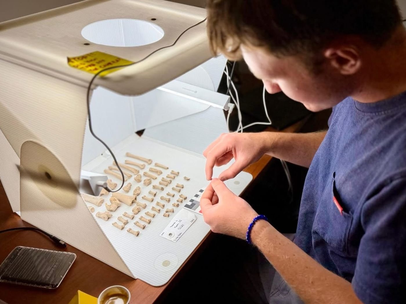Arranging hand and foot bones in a photo lightbox with a scale